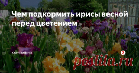 Чем подкормить ирисы весной перед цветением Ирисы – многолетние растения, их также называют касатик и петушок. Известно более 800 видов этого растения с цветами разнообразных форм и расцветок, с мощными корневищами и луковицами.
Корень ириса обладает легким фиалковым ароматом, его называют «фиалковый корень». Высушенное корневище касатика парфюмеры используют для получения эссенции, вносящей в композицию духов цветочно-пудровую ноту.
Iris о