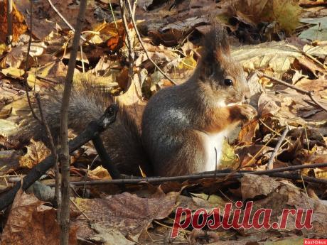 Фото: Белка. Фотолюбитель &#11088;Наташа&#11088;. Фото животных. Фотосайт Расфокус.ру