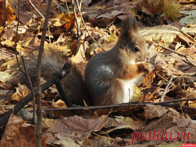 Фото: Белка. Фотолюбитель ⭐Наташа⭐. Фото животных. Фотосайт Расфокус.ру