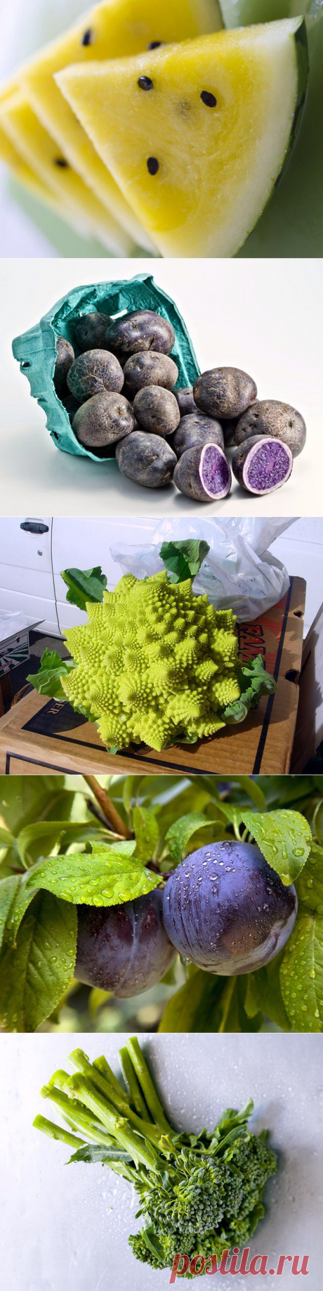 (+1) - Самые необычные гибриды и сорта овощей и фруктов | ПОТРЕБИТЕЛЬ, БДИ