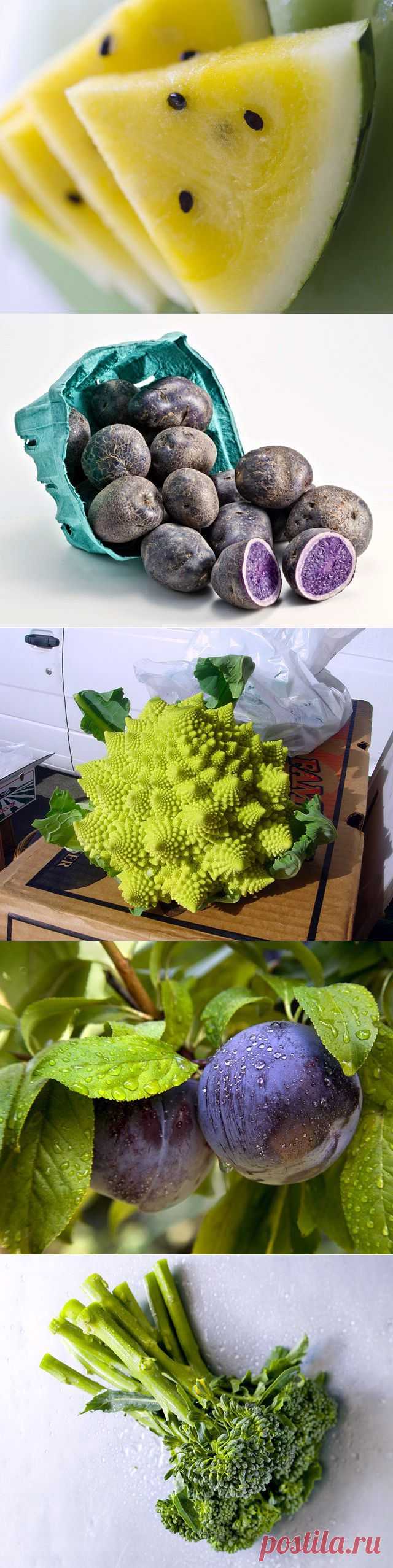 (+1) - Самые необычные гибриды и сорта овощей и фруктов | ПОТРЕБИТЕЛЬ, БДИ