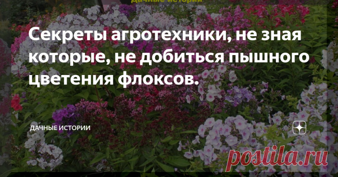 Секреты агротехники, не зная которые, не добиться пышного цветения флоксов.