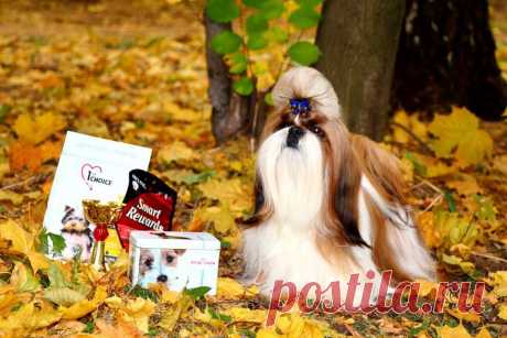 12.10.2014, Russia, Moscow!
Special Club show shihtzu, 
Judge Nebojsa Savicic!
Hashanah Hot N Spicy - CW, CCC, BOS!
owner Svetlana Mikhaylova