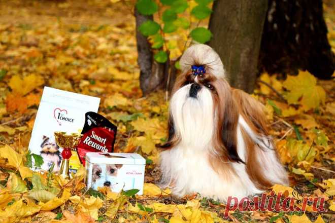 12.10.2014, Russia, Moscow!
Special Club show shihtzu, 
Judge Nebojsa Savicic!
Hashanah Hot N Spicy - CW, CCC, BOS!
owner Svetlana Mikhaylova
