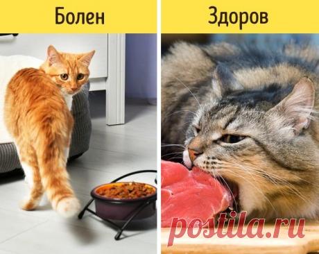 12 признаков того, что питомца надо срочно показать ветеринару К сожалению, наши любимцы не могут пожаловаться на недомогание. Поэтому ответственный хозяин должен знать основные симптомы заболеваний животных.Мы выяснили, какие признаки указывают на то, что нужно ...