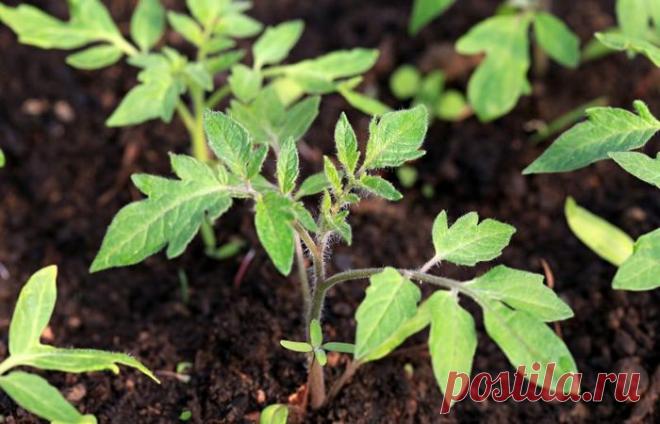 У рассады помидор желтеют и опадают нижние листья, что делать Что делать огородникам, если у рассады помидор желтеют и опадают нижние листья? Читайте в нашей статье полезные советы и рекомендации по устранению этих причин.