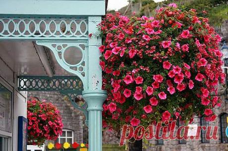 Летники - в подвесных корзинах. Подробное МК..