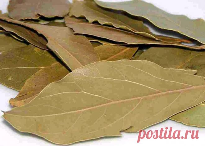 Привлекаем удачу в дом, с помощью лаврового листа! / Мистика