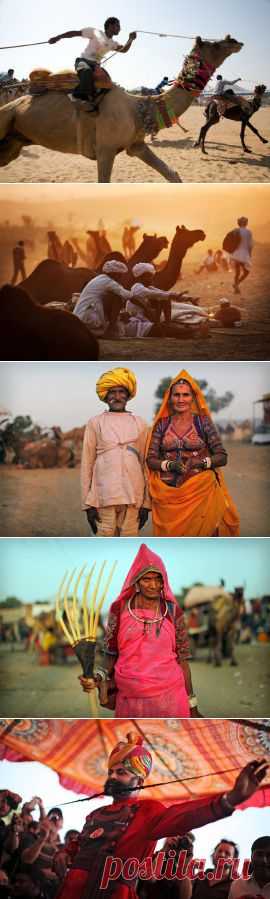 Раджастан, Ярмарка Верблюдов в Пушкаре: Пушкар Мела.