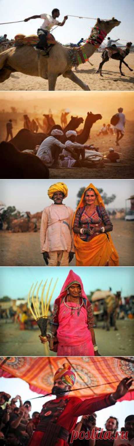 Раджастан, Ярмарка Верблюдов в Пушкаре: Пушкар Мела.