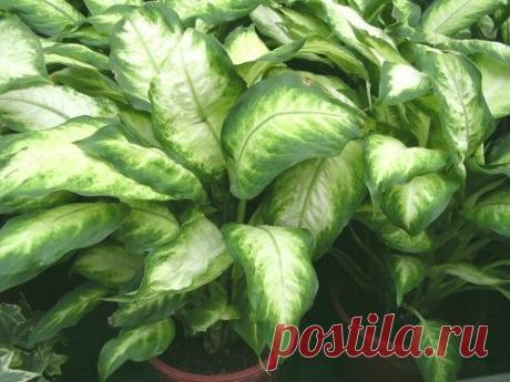 Какие растения не рекомендуется держать дома.