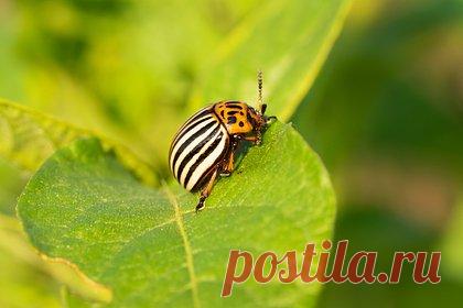 Дачникам предложили бороться с колорадским жуком с помощью индюков. Владельцам дачных участков предложили бороться с колорадским жуком с помощью кур, индюков, куропаток и фазанов. Об этом и других способах избавления от вредителя стало известно из материалов издания «БелНовости». Эксперты отметили, что колорадские жуки могут серьезно повредить посадки картофеля, томатов или баклажанов.