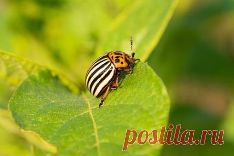 Дачникам предложили бороться с колорадским жуком с помощью индюков. Владельцам дачных участков предложили бороться с колорадским жуком с помощью кур, индюков, куропаток и фазанов. Об этом и других способах избавления от вредителя стало известно из материалов издания «БелНовости». Эксперты отметили, что колорадские жуки могут серьезно повредить посадки картофеля, томатов или баклажанов.