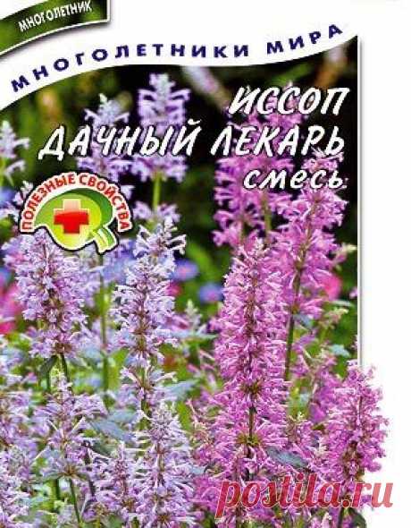 Чем полезен иссоп и легко ли его выращивать