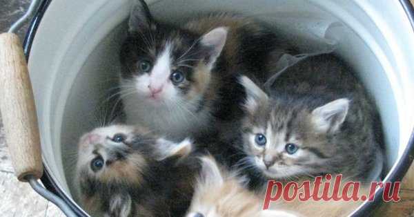 Полведра | Я и дача | Яндекс Дзен