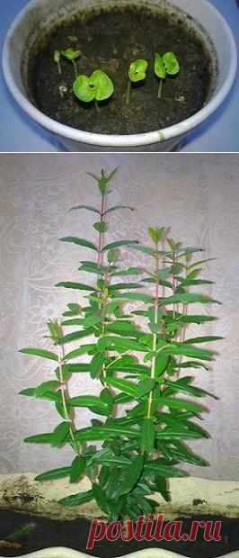 Гранатовое дерево. Как посадить и вырастить гранат в домашних условиях