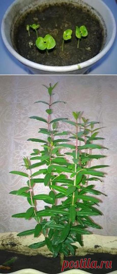 Гранатовое дерево. Как посадить и вырастить гранат в домашних условиях