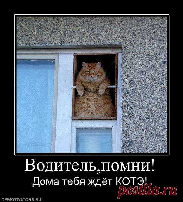 Образ рыжего кота в демотиваторах — Убойный юмор