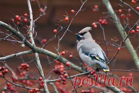 Свиристель