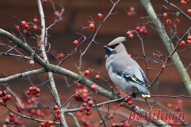 Свиристель