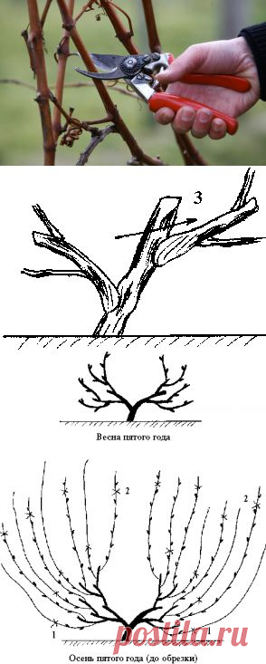 Я сам себе агроном! Обрезка винограда от А до Я. .