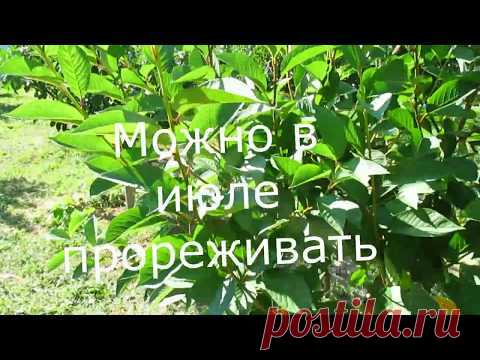 Летняя формировка молодой вишни.