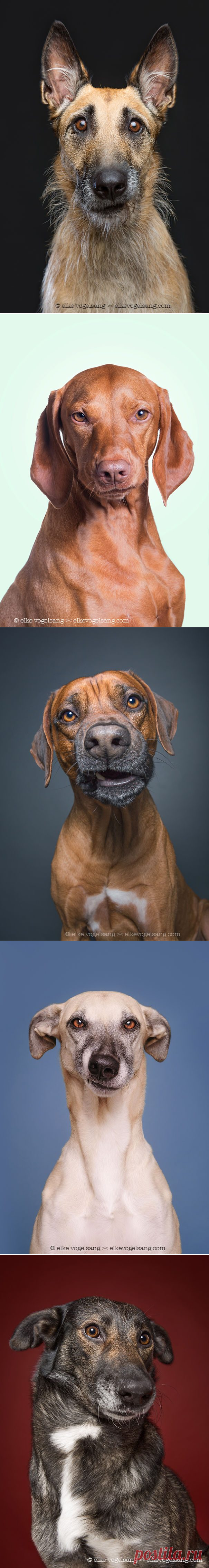 Выразительные собачьи мордочки / Питомцы