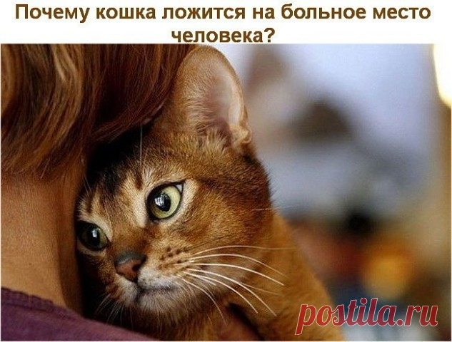 Самыми распространенными домашними «целителями» считаются кошки. Если хозяину удается установить с ними доверительные отношения, то кошки способны находить и лечить больные места своего хозяина. Они ложатся на это место, мурлыкают, согревают его своим теплом – и боль отступает. В серьезной ситуации кошка может по нескольку часов не отходить от больного. По статистике, любители кошек обращаются к врачам почти в 5 раз реже, чем те, у кого их нет.

1. При сердечно-сосудистых ...