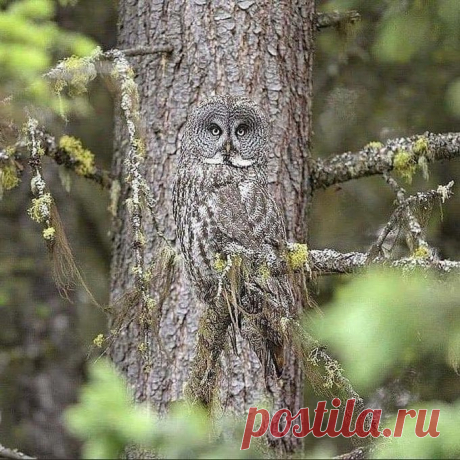 Sci-Tech Nature Zone on Twitter: &quot;The camouflage of the great grey owl...... https://t.co/E52yG5LVec&quot; / Twitter
