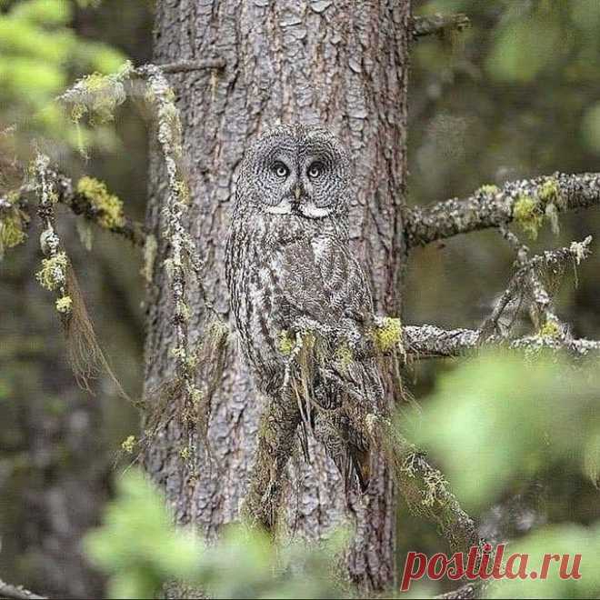 Sci-Tech Nature Zone on Twitter: "The camouflage of the great grey owl...... https://t.co/E52yG5LVec" / Twitter