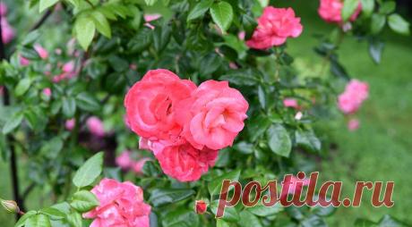 Лучшая плетистая роза для вашего сада: подборка самых зимостойких и красивых сортов с фото и описанием на Supersadovnik.ru