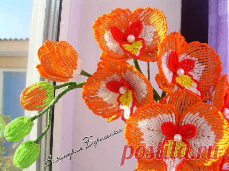 (54) Одноклассники