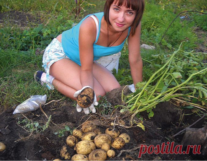 Урожайный картофель (сидераты).