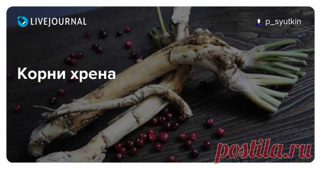 Корни хрена - История русской кухни