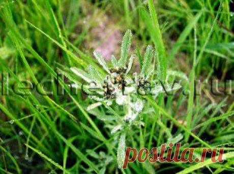 Сушеница болотная лечебные свойства