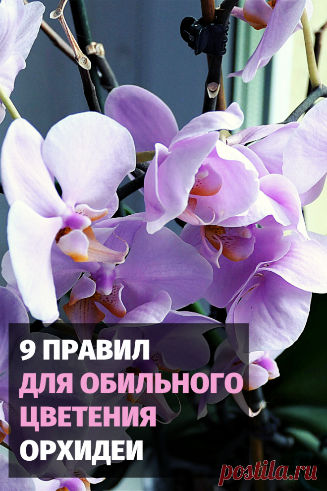 Для Вас правила ухода за орхидеей для ее обильного цветения.