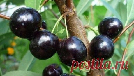 Сливово-вишневые гибриды (СВГ) – описание, сорта, агротехника выращивания