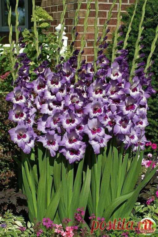 ​5 секретов гладиолусов