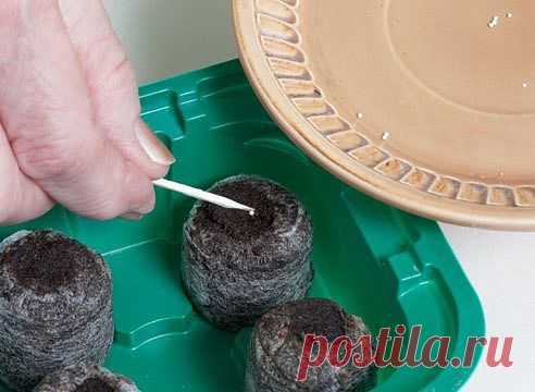 Петуния: выращивание в торфяных таблетках | Самоцветик