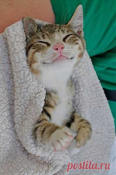 I luv dis blankit...* | Cat Love
