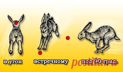 Из ружья по зайцам Мы не откроем для вас нового, если скажем, что зайца стреляют из ружья. Дробь, которая нужна при этом: № 1, № 2, № 3 — осенью и № 0, № 1, № 2 — зимой. Если заяц подпускает к себе близко или его можно подкараулить, дробь можно подобрать поменьше на один номер. Я обычно пользуюсь дробью № 1 —мне так спокойнее и увереннее. Курковые ружья для охоты на зайца лучше не брать. Заяц может подняться неожиданно, а ходить с взведенными курками по лесу не всегда безопасно. Лучше…