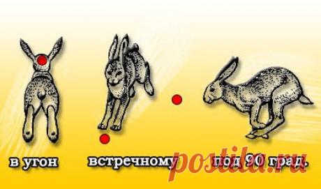 Из ружья по зайцам Мы не откроем для вас нового, если скажем, что зайца стреляют из ружья. Дробь, которая нужна при этом: № 1, № 2, № 3 — осенью и № 0, № 1, № 2 — зимой. Если заяц подпускает к себе близко или его можно подкараулить, дробь можно подобрать поменьше на один номер. Я обычно пользуюсь дробью № 1 —мне так спокойнее и увереннее. Курковые ружья для охоты на зайца лучше не брать. Заяц может подняться неожиданно, а ходить с взведенными курками по лесу не всегда безопасно. Лучше…