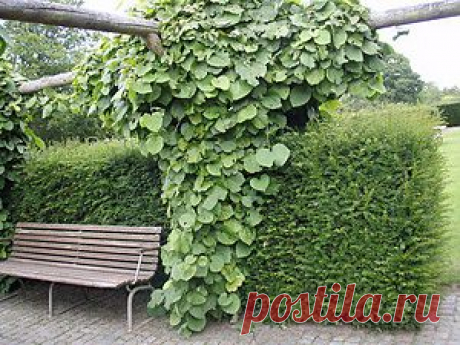 Кирказон (Аристолохия) | Самоцветик