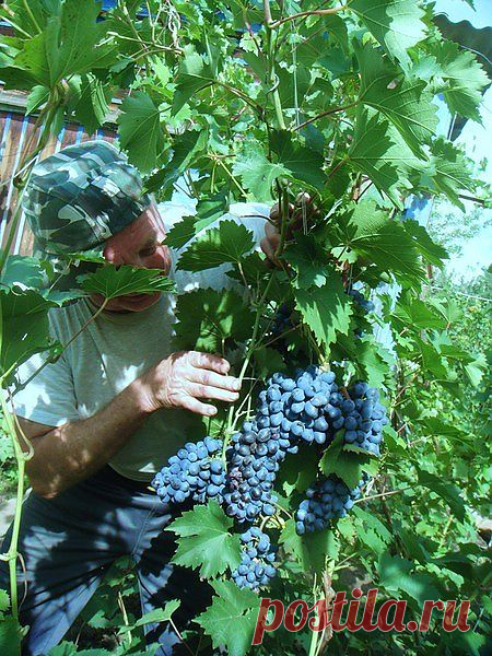 Н садучастке сорт винограда Афанасия..
