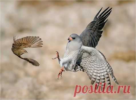 (2) Facebook