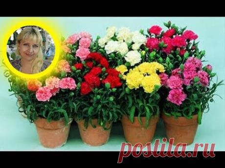 КТО ХОЧЕТ КУПИТЬ МОИ СЕМЕНА, ВОТ ССЫЛКА НА МОЙ МАГАЗИН СЕМЯН ---@ https://goo.gl/hPy7vC шток роза роза мальва выращивание вырастить выращивать посадить посад...