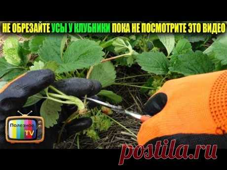 НЕ ОБРЕЗАЙТЕ УСЫ У КЛУБНИКИ ПОКА НЕ ПОСМОТРИТЕ ЭТО ВИДЕО