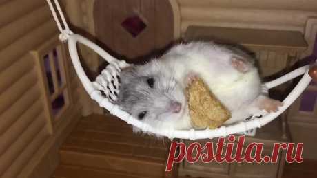 Хомяк в гамаке