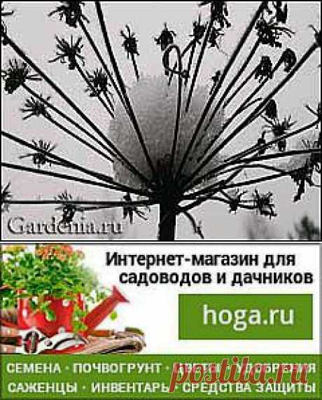 Всё о цветах и саде просто и познавательно