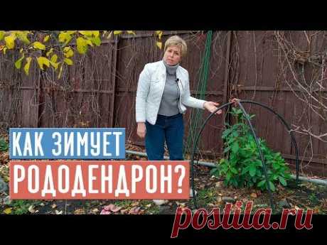 КОГДА УКРЫВАТЬ РОДОДЕНДРОН?  Делаем правильно укрытие, готовим к зиме / Садовый гид